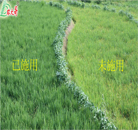 貴州水稻苗期對比試驗