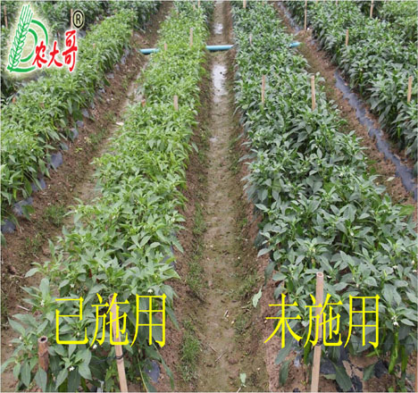 辣椒試驗對比